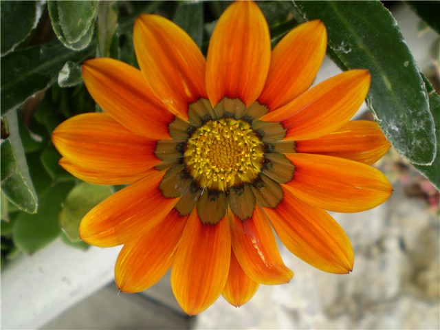 gazanija